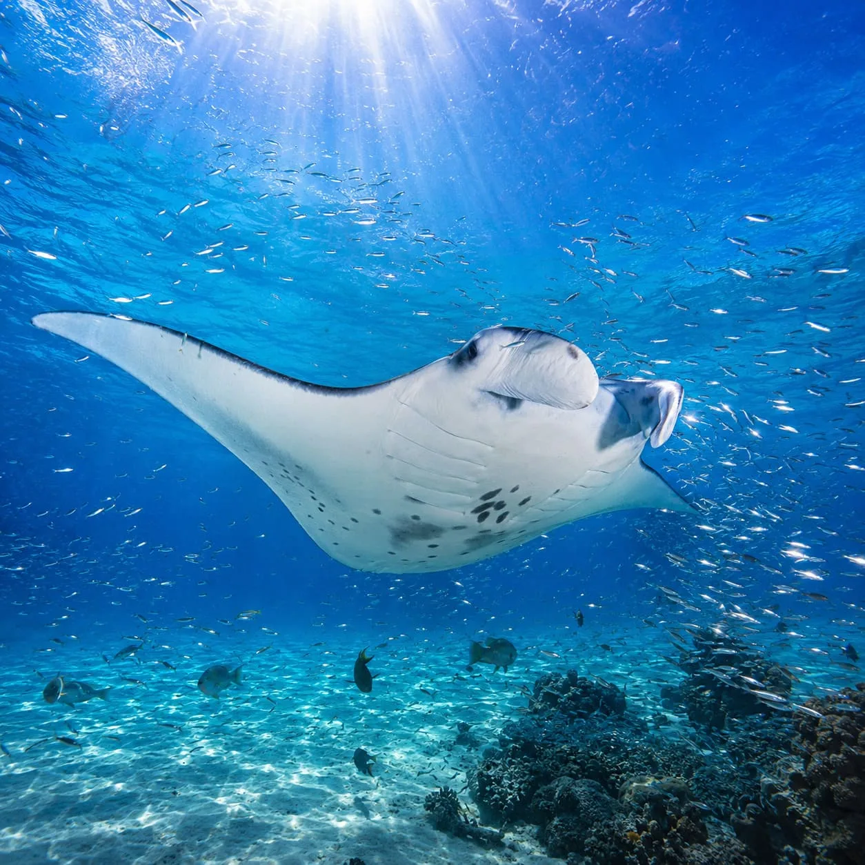 Raie manta dans le lagon de Maupiti, Polynésie française